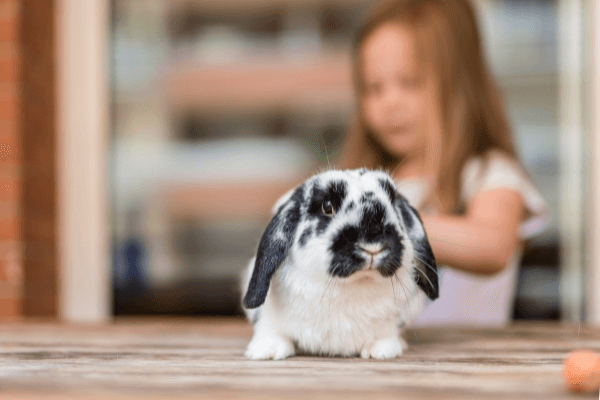 What are the Best Small Pets for Children?